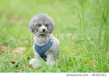 坐在草路上的玩具貴賓犬 坐在草路上的玩具貴賓犬 94381361