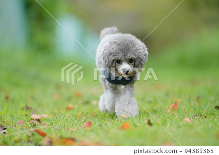 一隻玩具貴賓犬沿著長滿草的小路走 一隻玩具貴賓犬沿著長滿草的小路走 94381365