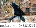 Sea Lion 94381515