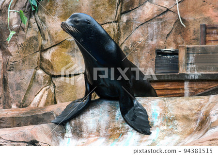 Sea Lion Sea Lion 94381515