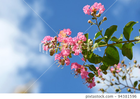 縐紗花 94381596