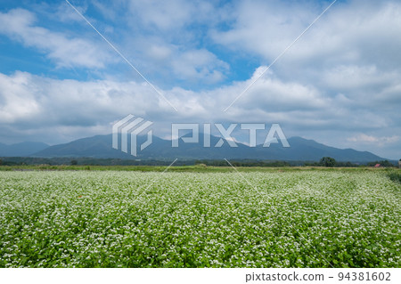 Hiruzen Sanza and buckwheat flowers Hiruzen Sanza and buckwheat flowers 94381602