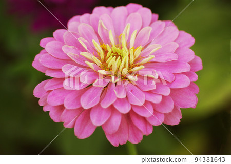 粉紅色的百日草（Zinnia，zinnia）花瓣很美 94381643