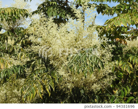 tarano tree flower 94381696