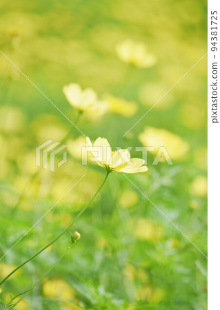 奇巴納波斯菊檸檬明亮的波斯菊領域 94381725