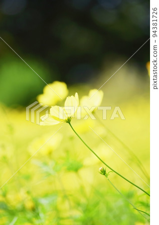 奇巴納波斯菊檸檬明亮的波斯菊領域 94381726