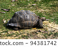 Tortoise 94381742