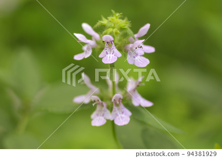 Light pink dog sesame flowers blooming in the meadow are elegant and beautiful Light pink dog sesame flowers blooming in the meadow are elegant and beautiful 94381929