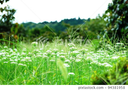 韭菜花，遠距離攝影，第 1 部分（背景清晰） 94381958