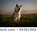 Shiba 94381968