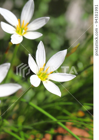Tamasudare flower 94381991