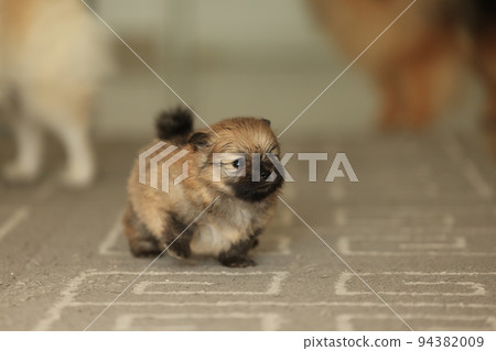 Portrait of serious and cute red two weeks old pomeranian puppy 94382009