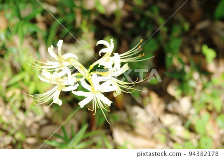 Shirobanamanjushage (white flower manjushage) whose number of flowers increased in a blink of an eye Shirobanamanjushage (white flower manjushage) whose number of flowers increased in a blink of an eye 94382178