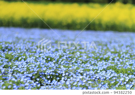 Hanadaka Observation Flower Hill, Takasaki City Rape blossoms can be seen growing in clusters beyond the nemophila fields 94382250