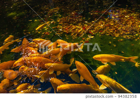 日本最美的山谷,山梨甲府的秋景,紅葉昇仙峽,小金池鯉魚 日本最美的山谷,山梨甲府的秋景,紅葉昇仙峽,小金池鯉魚 94382358