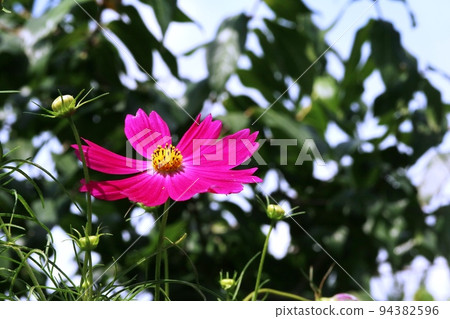Pink cosmos (autumn cherry blossoms) AEB photography example 2 (dark photography) Pink cosmos (autumn cherry blossoms) AEB photography example 2 (dark photography) 94382596