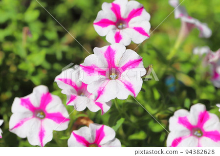 pink and white petunias 94382628
