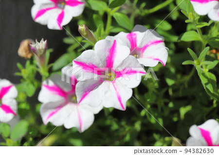 pink and white petunias 94382630