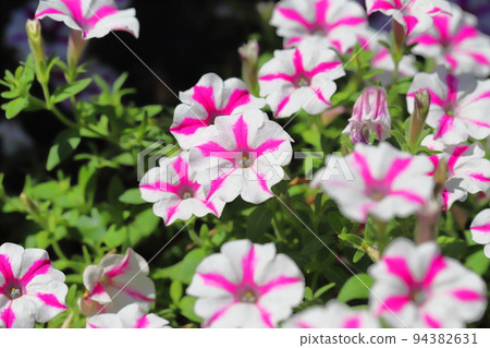粉色和白色矮牽牛 94382631
