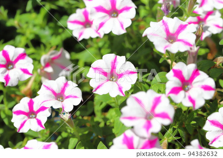 粉色和白色矮牽牛 94382632