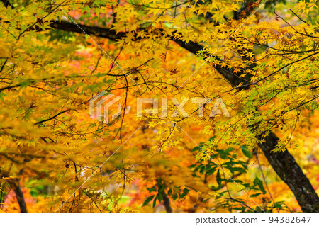 日本最美的山谷山梨甲府的秋景昇仙峽紅葉 94382647