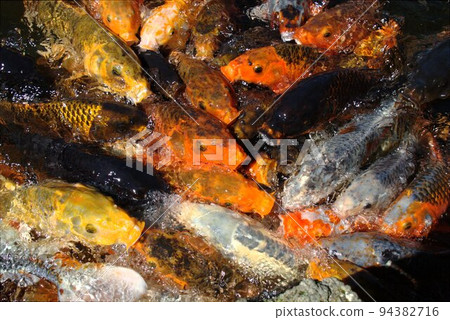 [Miyagi Prefecture] Jogi Nyorai Saihoji Pure Land Garden Pond Carp 5 94382716