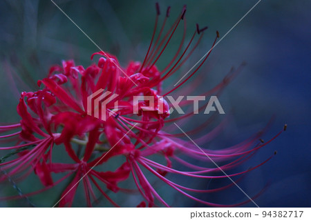 群孤挺花特寫鏡頭 94382717