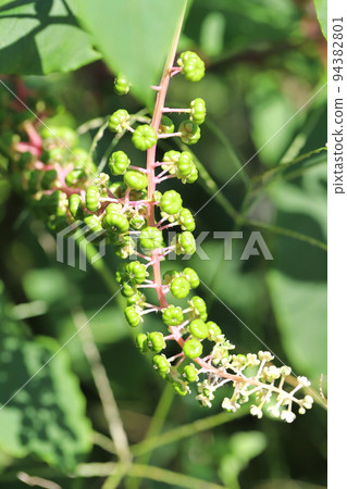 西洋種Yamabogou 94382801