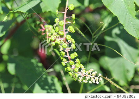 西洋種Yamabogou 94382802