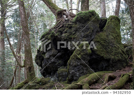 Huge lava rocks in Aokigahara Jukai 94382950