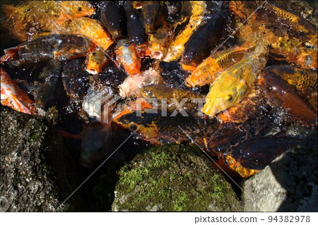 [Miyagi Prefecture] Jogi Nyorai Saihoji Pure Land Garden Pond Carp 6 94382978