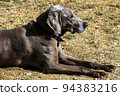 Dog 94383216