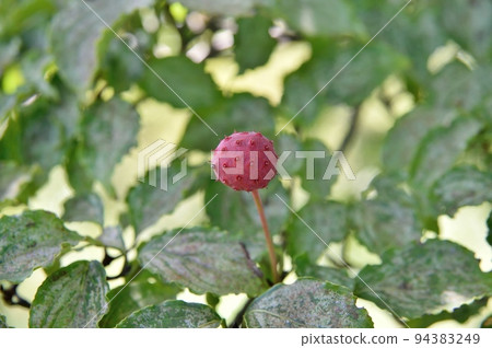 Fruit of Yamabote Fruit of Yamabote 94383249