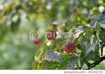 Fruit of Yamabote 94383250