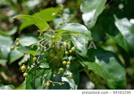 Young fruit of the hexangula Young fruit of the hexangula 94383290