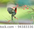Crimson Sunbird 94383336