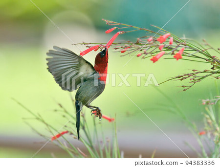 Crimson Sunbird 94383336