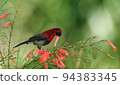 crimson sunbird 94383345