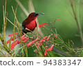 Crimson Sunbird 94383347