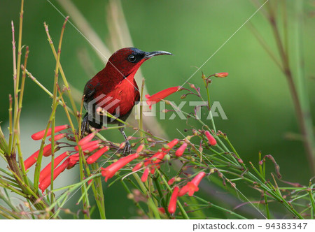 Crimson Sunbird 94383347