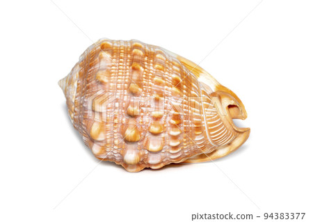 Image of sea shell orange cassis cornuta on a white background. Undersea Animals. Sea shells. Horned helmet shell. Image of sea shell orange cassis cornuta on a white background. Undersea Animals. Sea shells. Horned helmet shell. 94383377