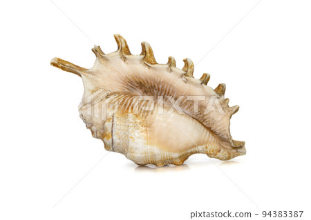 Image of Millipede spider conch (Lambis millepeda) isolated on white background. Sea snail. Undersea Animals. Sea Shells. Image of Millipede spider conch (Lambis millepeda) isolated on white background. Sea snail. Undersea Animals. Sea Shells. 94383387