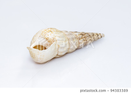 Image of rhinoclavis aspera is a species of sea snail, a marine gastropod mollusk in the family Cerithiidae isolated on white background. Undersea Animals. 94383389