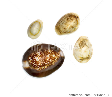 Group a marine gastropod mollusk in the family Cypraeidae isolated on white background. Undersea Animals. Sea Shells. 94383397