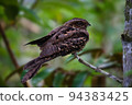NightJar 94383425