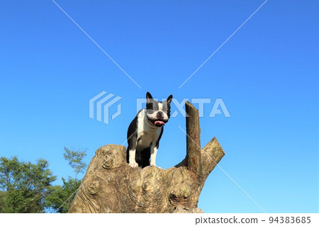 Mighty the Boston Terrier climbs a tree in Aigo no Sato, Hatoyama, which was selected as the happiest town in Japan in 2022. Mighty the Boston Terrier climbs a tree in Aigo no Sato, Hatoyama, which was selected as the happiest town in Japan in 2022. 94383685