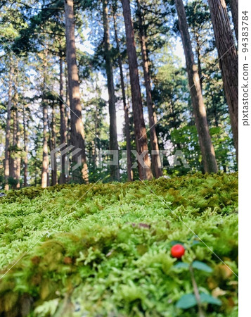 Heisenji Hakusan Shrine precincts Heisenji Hakusan Shrine precincts 94383784
