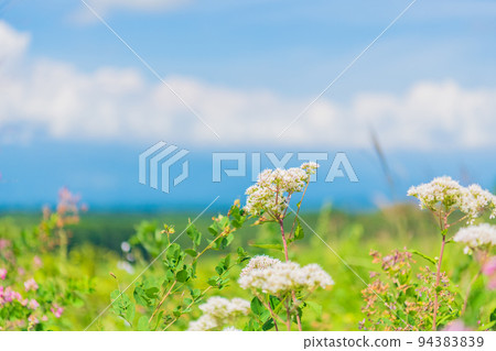 輕井澤淺間高原高原圖像晴朗的草原圖像素材 輕井澤淺間高原高原圖像晴朗的草原圖像素材 94383839