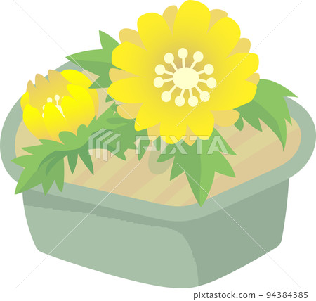 Fukushi草的盆栽植物 94384385