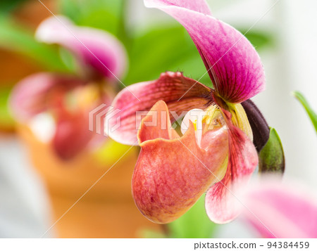 Colorful and beautiful orchid flowers Colorful and beautiful orchid flowers 94384459